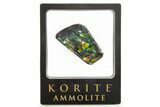Iridescent Ammolite (Fossil Ammonite Shell) - Purples & Blues #265161-1